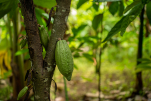  Proceso del chocolate cultivo