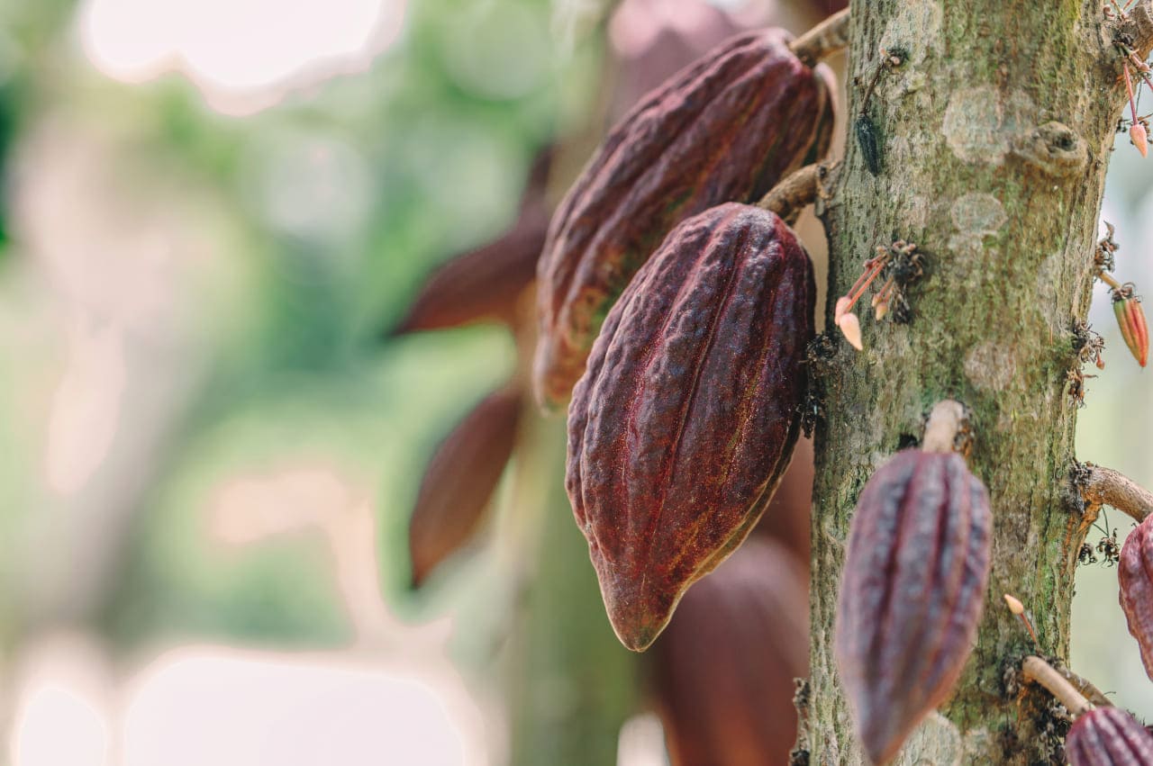 Cultivos de Cacao en Colombia: Tradición y Modernidad en el Corazón del País