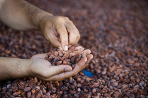 Sostenibilidad en la industria chocolatera