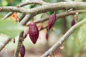 Cadena de suministro del cacao